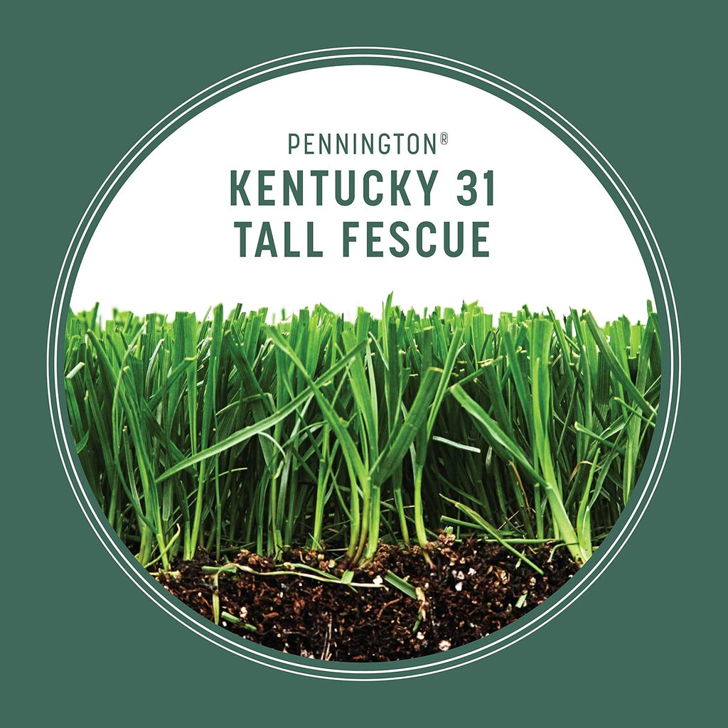 Pennington Kentucky 31 Tall Fescue Penkoted Grass Seed 7 lb