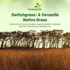 Outsidepride Switchgrass Seed - 1 lb. Perennial Hardy, Drought & Flood Tolerant Native Grass Seed Ideal Fast-Growing Grasses for Erosion Control, Wildlife Forage & Food Plots, Thrives in Poor Soil