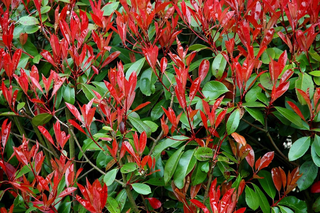 Photinia Red Tip - 30 Live Plants - Photinia x Fraseri - Evergreen Landscape Shrub