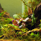 Ultum Nature Systems Lobelia Cardinalis ‘Cardinal’ Tissue Culture Live Plant for Aquarium, Freshwater Fish Tank, Aquascaping - 100% Snail Free in Vitro