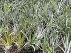 ragnaroc Air Plants - Tillandsia Fasciculata Tricolor, Large 4-6" - 1ct - Live Arrival Guaranteed - House Plants for Home Decor & Gift
