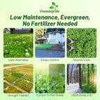 Outsidepride Perennial White Dutch Clover Seed - 2 lbs. Nitrocoated, Inoculated Clover Seeds for Lawn Alternative, Erosion Control, Food Plots, Ground Cover, & Pasture Mixtures in USDA Zones 3-10