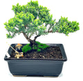Live Dwarf Juniper Bonsai Tree About 6 Years Old with Cute Ceramic Fisherman | Juniper Bonsai Tree | Indoor/Outdoor | 100% Handcrafted| Home and Office Décor | Best Gift for Holiday