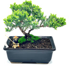Live Dwarf Juniper Bonsai Tree About 6 Years Old with Cute Ceramic Fisherman | Juniper Bonsai Tree | Indoor/Outdoor | 100% Handcrafted| Home and Office Décor | Best Gift for Holiday