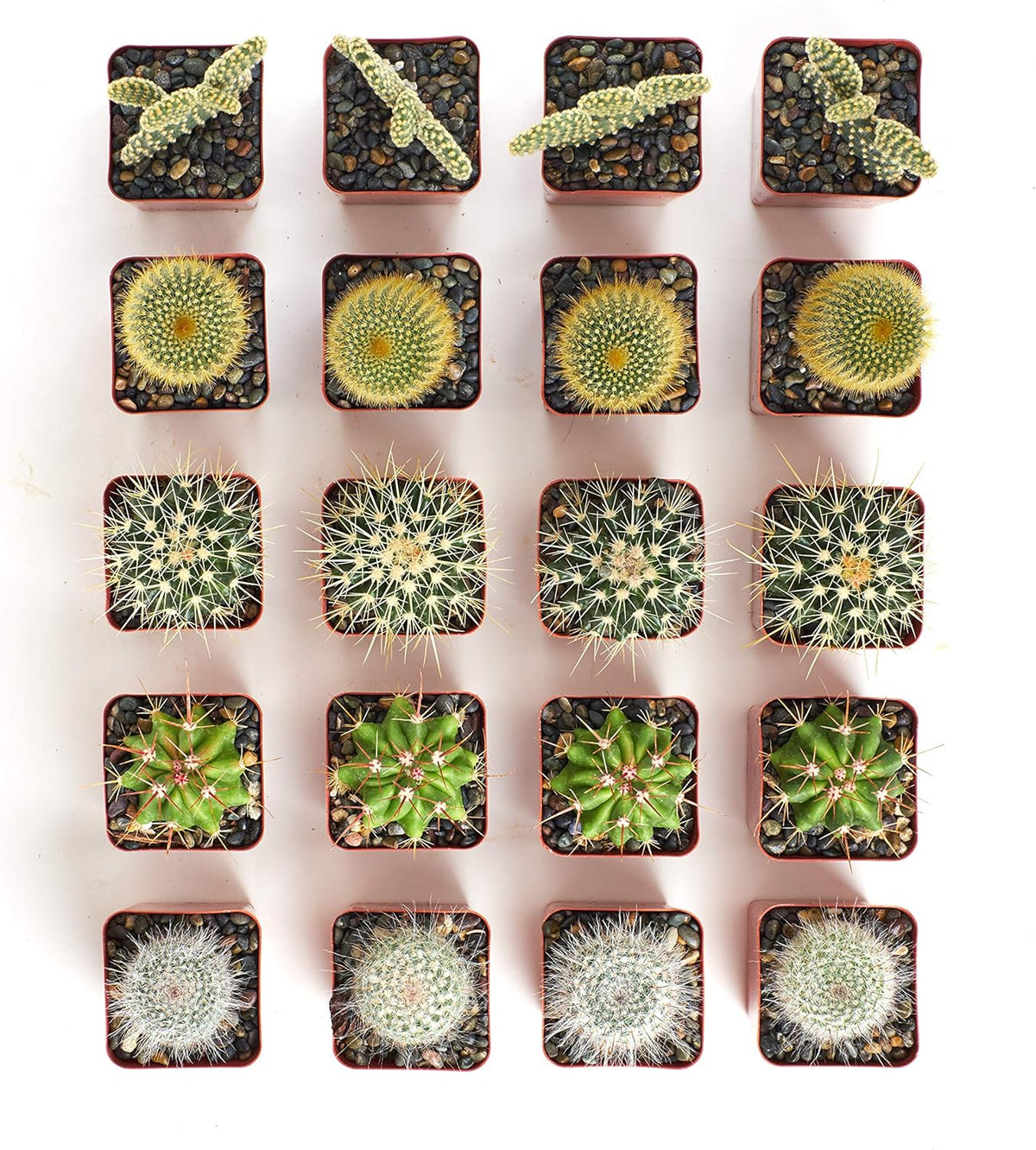 Shop Succulents Premium Live Mini Cactus Plants in Bulk 2" Pots, Easy Care Indoor or Outdoor Gardening, Terrariums, Favors, & Contemporary Spaces with Hardy, Resilient Varieties, Pack of 256