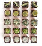 Shop Succulents Premium Live Mini Cactus Plants in Bulk 2" Pots, Easy Care Indoor or Outdoor Gardening, Terrariums, Favors, & Contemporary Spaces with Hardy, Resilient Varieties, Pack of 64