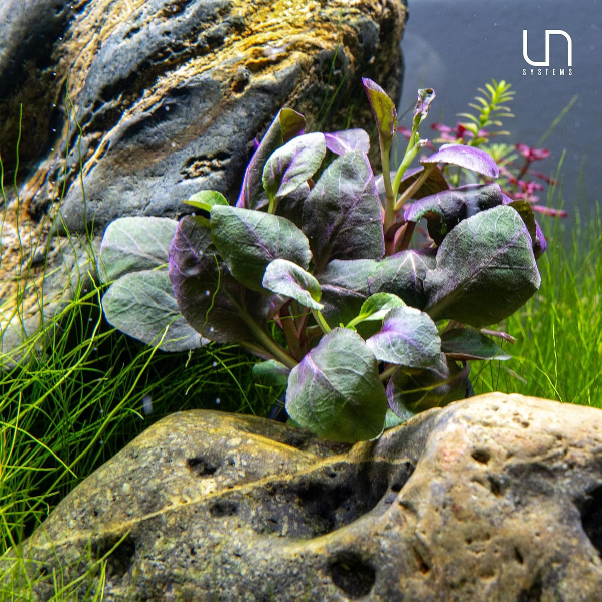 Ultum Nature Systems Lobelia Cardinalis ‘Cardinal’ Tissue Culture Live Plant for Aquarium, Freshwater Fish Tank, Aquascaping - 100% Snail Free in Vitro