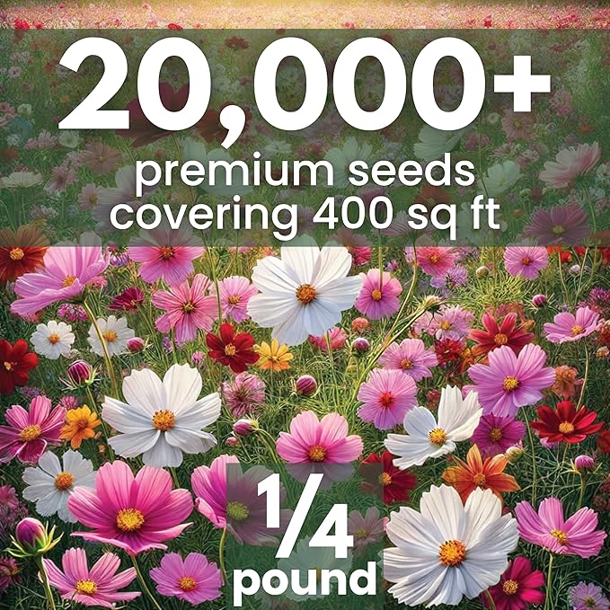 Crazy Cosmos Mix - Bulk 1/4 Pound Pouch - 20,000 Flower Seeds for Planting - Cosmos bipinnatus