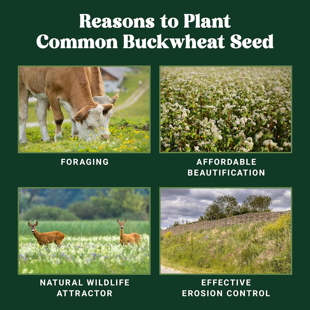 Nature’s Seed Common Buckwheat Seeds for Planting, Wildlife Food Plot, Cover Crop, Green Manure, Pasture, 5 Lbs
