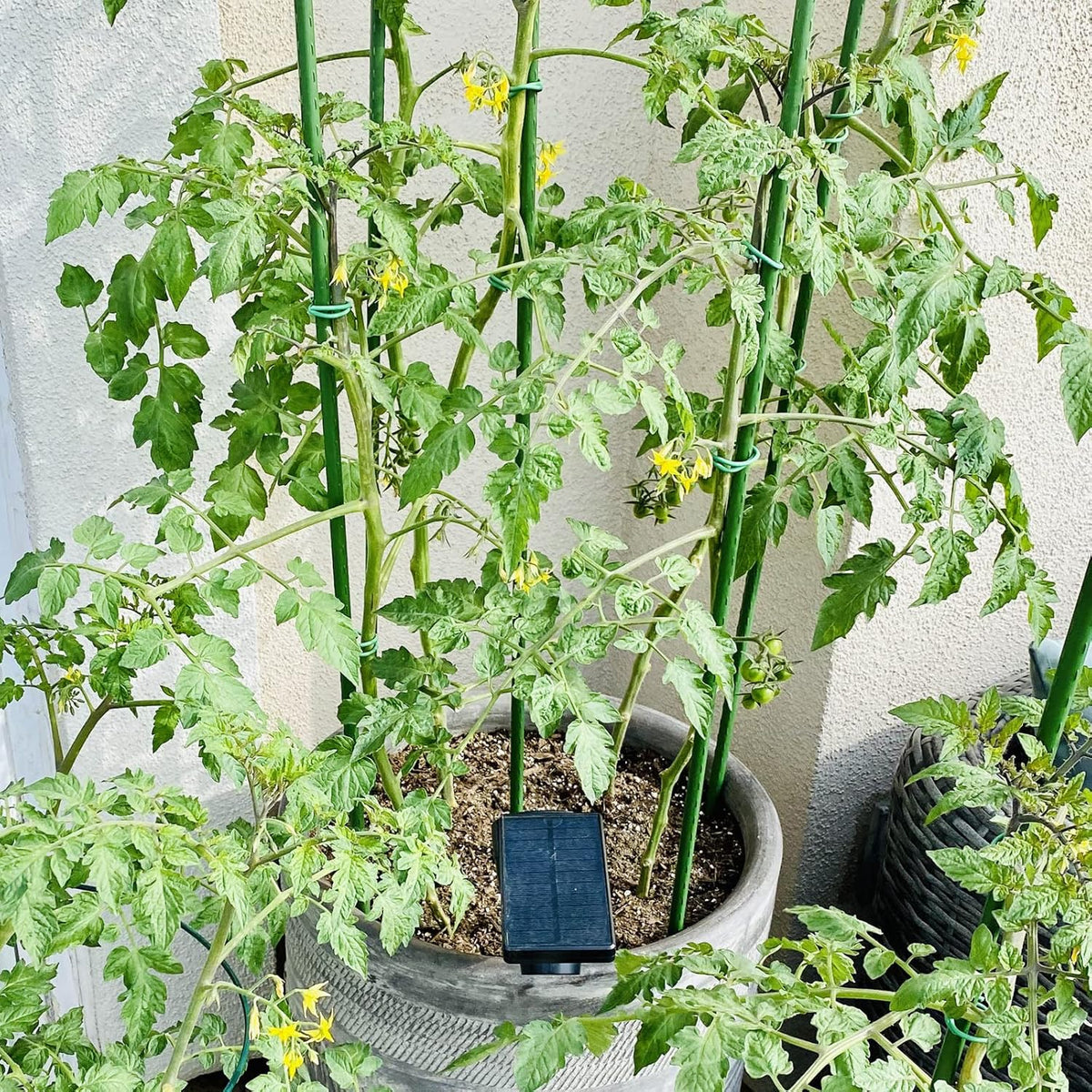 Garmeinea Garden Stakes 24 Inches Plastic Coated Steel Plant Stakes for Growing Climbing Plants, Pack of 25