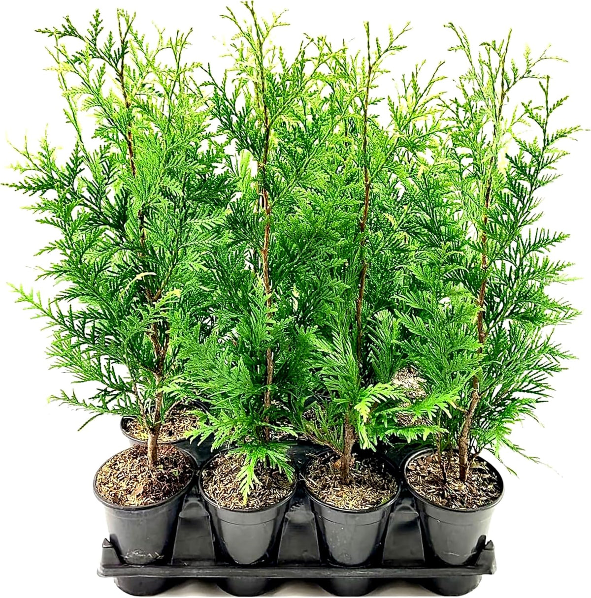 Thuja Arborvitae Green Giant - 1 Live Quart Size Plant - Evergreen Privacy Trees