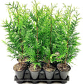 Thuja Arborvitae Green Giant - 12 Live Quart Size Plants - Evergreen Privacy Trees