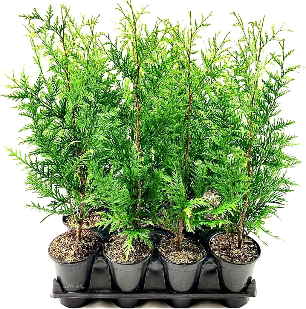 Thuja Arborvitae Green Giant - 3 Live Quart Size Plants - Evergreen Privacy Trees