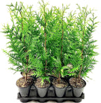 Thuja Arborvitae Green Giant - 3 Live Quart Size Plants - Evergreen Privacy Trees
