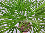 European Fan Palm - Tropical Plants of Florida - Live Palm Tree Plant - Overall Height 30" to 36" (Plant Only)