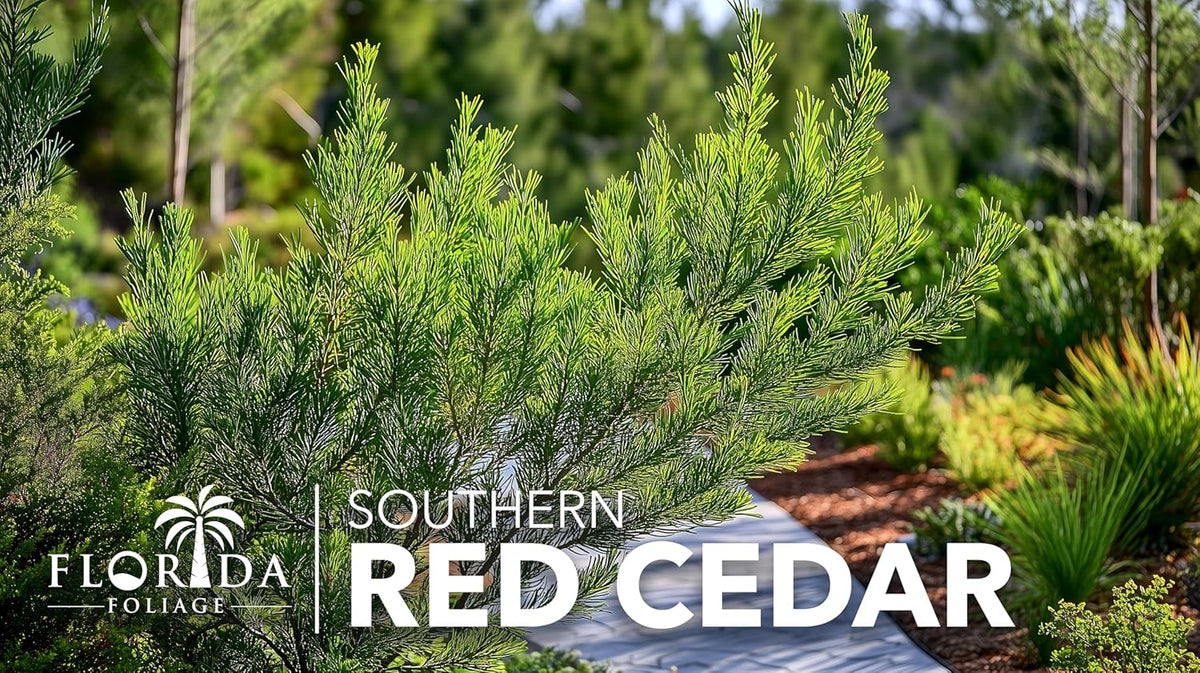 Southern Red Cedar | 40 Live Plants | Juniperus Virginiana Silicicola | Evergreen Privacy Trees | Native Landscape Plants