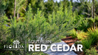 Southern Red Cedar | 5 Live 4 Inch Pots | Juniperus Virginiana Silicicola | Evergreen Privacy Trees | Native Landscape Plants