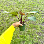 Live Philodendron Orange Princess Plant – 4” Indoor Variegated Aroid with Dark Green and Copper-Orange Foliage | Air Purifying Houseplant for Low Light Rooms | Houseplant for Home or Office Decor