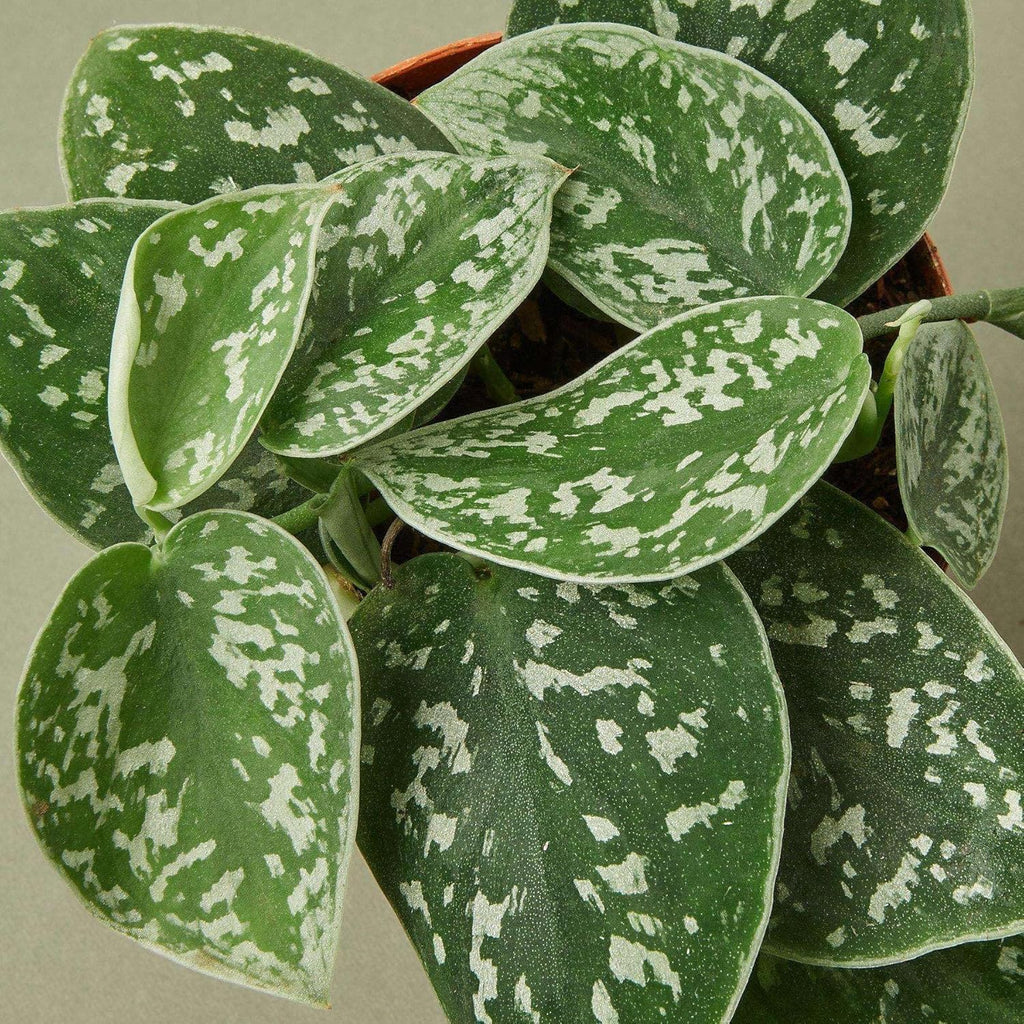 Pothos Satin Live Plant for Indoor | Different Houseplants in 4'' & 6'' Pot | Real House Plant for Living Room, Office, Desk & Bathroom | Silver Vine | Scindapsus Ictus Argyraeus