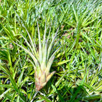 ragnaroc Air Plants - Tillandsia Fasciculata Tricolor, Large 4-6" - 1ct - Live Arrival Guaranteed - House Plants for Home Decor & Gift