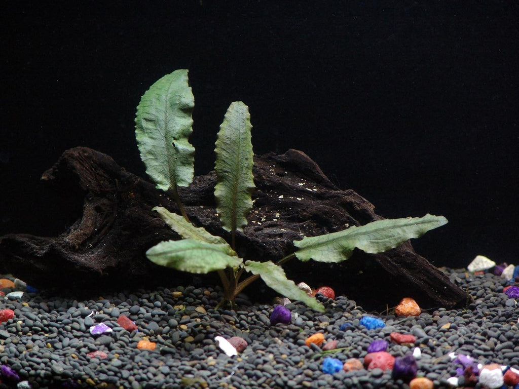 18 Plants Bundle / 6 Species Live Aquarium Plants Package - Microsorum, Amazon Sword, Anubias, Moneywort, Hornwort, etc. (75+ Gallon Aquariums)