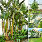 Bird of Paradise - White - Strelitzia Nicholai. (2 White BoP in Cup)