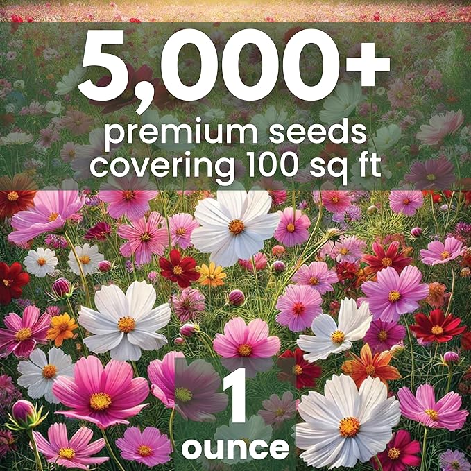 Crazy Cosmos Mix - Large 1 Ounce Packet - 5,000 Flower Seeds for Planting - Cosmos bipinnatus