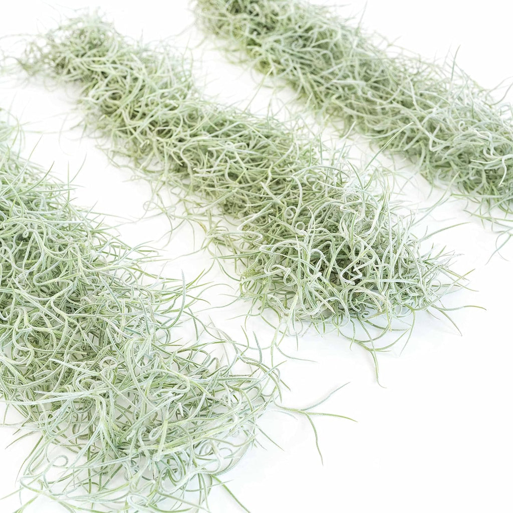 6 Pack Thick Colombian Spanish Moss Live Strands with Wire Hook - Tillandsia Usneiodes - Live Tillandsia Succulent House Plants - Home and Garden Decor - Easy Care Indoor and Outdoor Plants