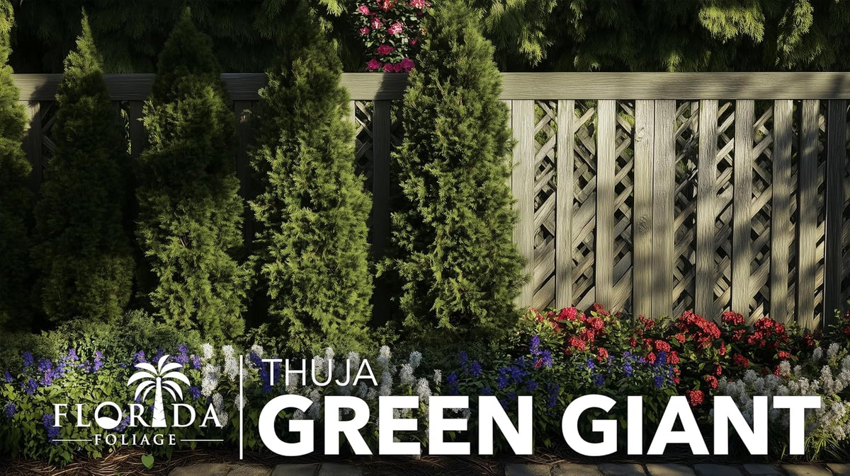 Thuja Green Giant | 2 Extra Large 3 Gallon Trees | Thuja standishii x plicata | Fast Growing Privacy Screen | Evergreen Landscape Plants for Borders