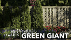 Thuja Green Giant | 3 Large Gallon Size Trees | Thuja standishii x plicata | Fast Growing Privacy Screen | Evergreen Landscape Plants for Borders