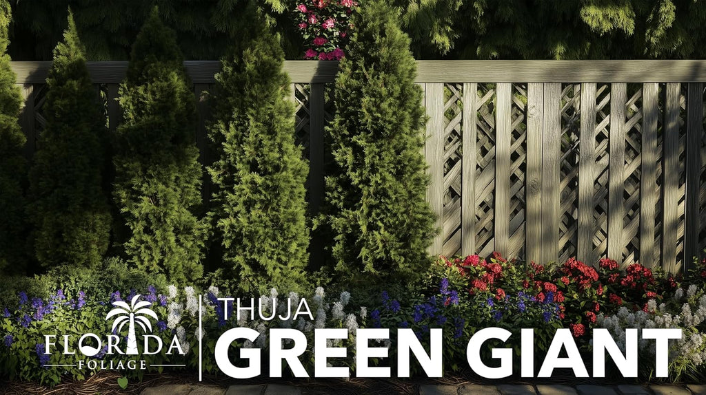Thuja Green Giant | 2 Large Gallon Size Trees | Thuja standishii x plicata | Fast Growing Privacy Screen | Evergreen Landscape Plants for Borders