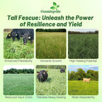 Outsidepride Forage Tall Fescue Grass Seeds - 25 lb. Perennial, Drought-Tolerant & Easy to Grow, Pasture Seeds for Planting Soft & Abundant Grass, Great for Grazing Livestock & Hay Production