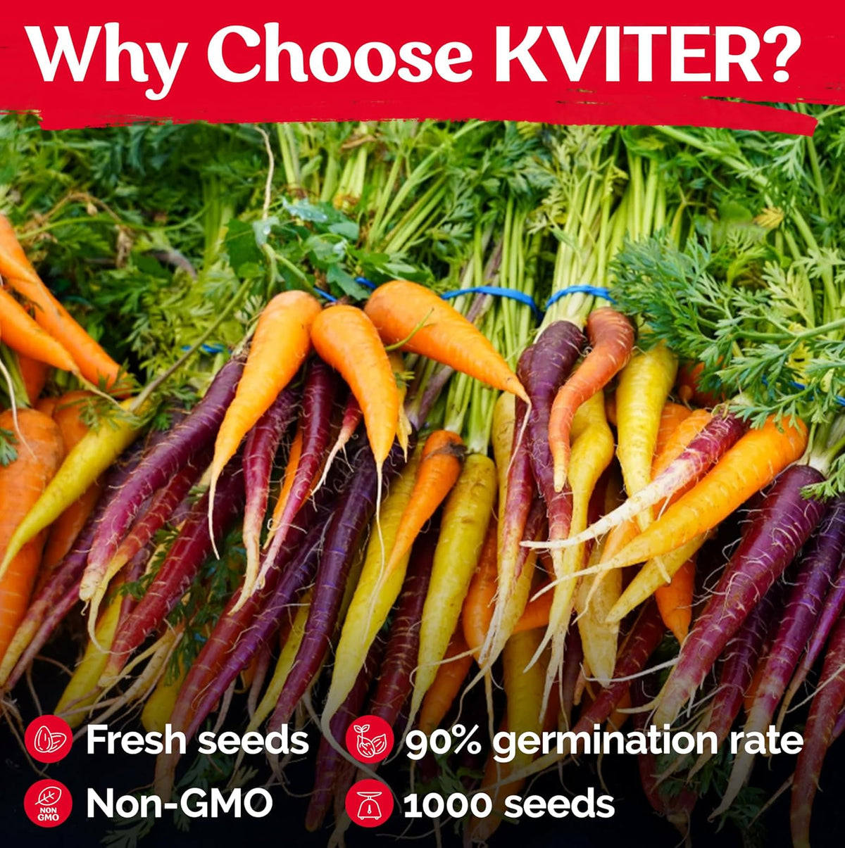 KVITER 1,000 Rainbow Carrot Seeds (Daucus Carota) - Baby Carrots Mix, Sweet & Tender Taste - Heirloom & Organic Carrots Seeds for Planting in Vegetable Garden, Raised Beds & Containers