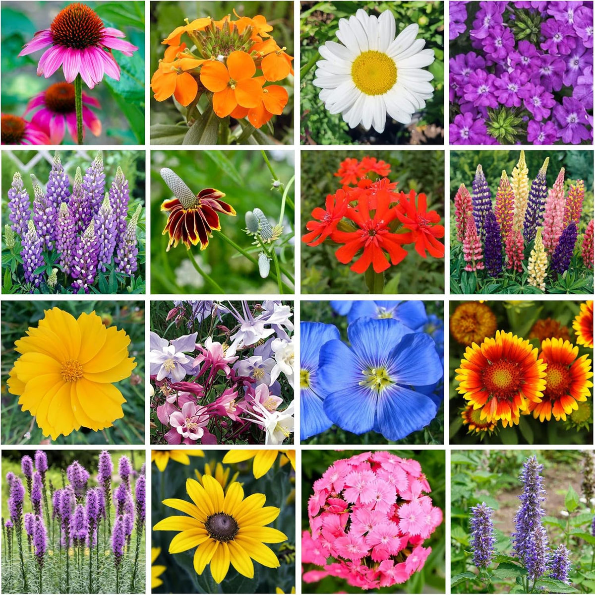 Wildflower Seed s – Perennial Flower Seeds Mix to Plant Anywhere, by Geva Grow | 12-Type Beautiful Perennial Wildflower Seeds Bulk 90,000+ Seeds, 2 Ounce, No Messy Packets