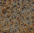 No-Till Cover Crop 13-Seed Mix: 50% Clovers Plus Fenugreek, Vetch, Flax, Cowpeas, Buckwheat, Forage Peas, Millet, Lentils (5-lb. Bag (Five Pound)