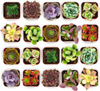 Shop Succulents Colorful Succulent Plant Pack 2" Grow Pot Pack of 64