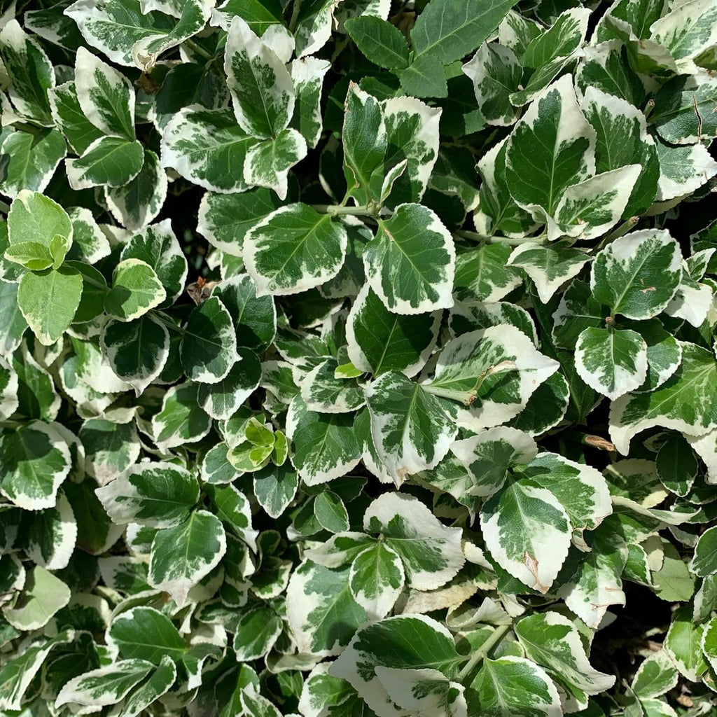 2 Emerald Gaiety Euonymus in 3.5" Nursery Cubes | Euonymus fortunei ‘Emerald Gaiety’ | Live Plants | Variegated Evergreen Shrub for Borders, Groundcover & Containers