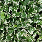 2 Emerald Gaiety Euonymus in 3.5" Nursery Cubes | Euonymus fortunei ‘Emerald Gaiety’ | Live Plants | Variegated Evergreen Shrub for Borders, Groundcover & Containers