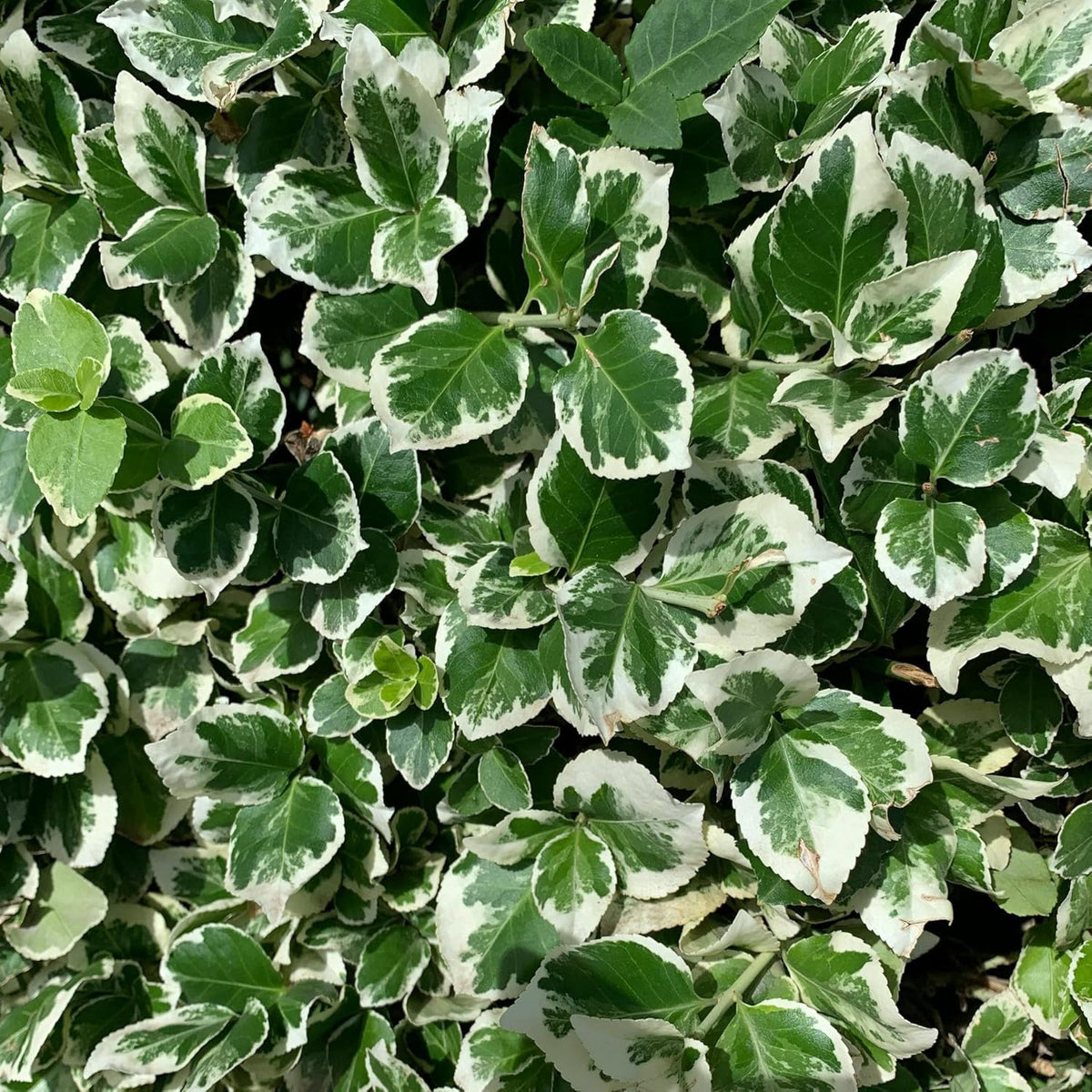 2 Emerald Gaiety Euonymus in 3.5" Nursery Cubes | Euonymus fortunei ‘Emerald Gaiety’ | Live Plants | Variegated Evergreen Shrub for Borders, Groundcover & Containers