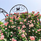 2 Pack Garden Trellises with Black Metal Coating, Trellis for Climbing Plants Outdoor, Roses, Vegetables, Vines, Cucumbers-19.7×86.7 inches.