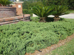 Juniper Parsoni - 10 Live Plants - Juniperus Squamata Expansa Parsons - Drought Tolerant Cold Hardy Evergreen Ground Cover