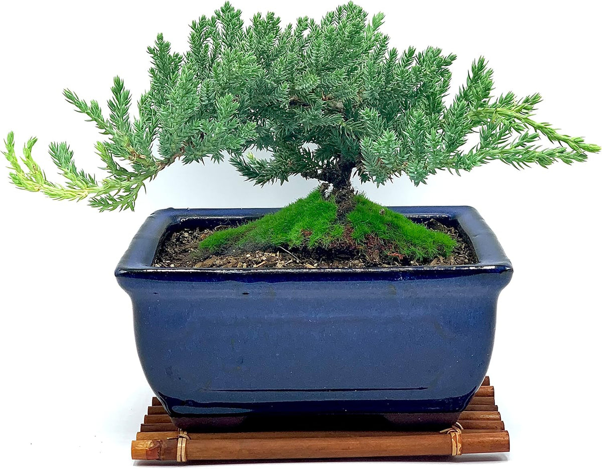 Live Dwarf Juniper Bonsai Tree 7 Year Old with Hand-Made Bamboo Stand | Juniper or Jade Bonsai Tree | Indoor/Outdoor | 100% Handcrafted| Home and Office Décor | Best Gift for Holiday
