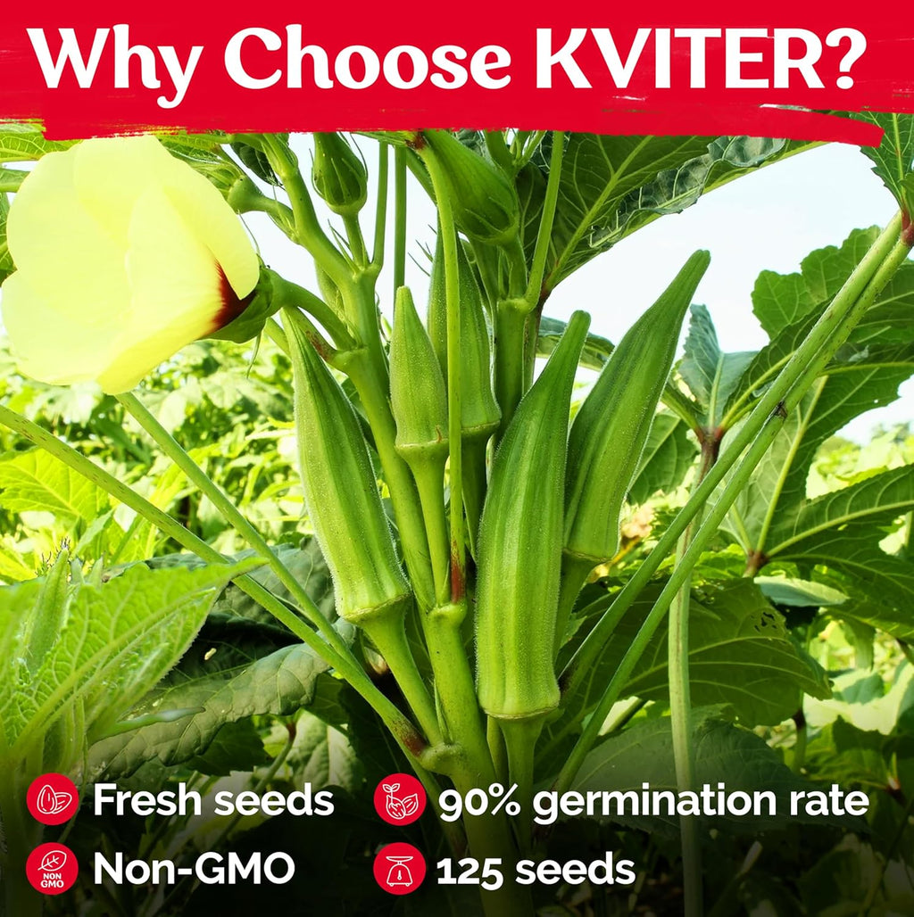 KVITER 125 Clemson Spineless 80 Okra Seeds for Planting (Abelmoschus esculentus) – Heirloom & Organic Okra, Spineless Pods, Heavy Yields – Vegetable Seeds to Plant in Outdoor Garden