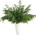 5 Pcs 36 Inch Artificial Norfolk Pine Stems Faux Christmas Greenery Evergreen Realistic Pine Branches Fake Cedar Pine Picks Winter Greens for Vases DIY Garland Wreath Home Holiday Decor