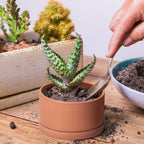 D'vine Dev Set of 4 Terracotta Shallow Planter Pots for Succulent, 3 Inch 4 Inch 5 Inch 6 Inch, Small Flower Plant Pots with Drainage and Saucer, 40-Z-0