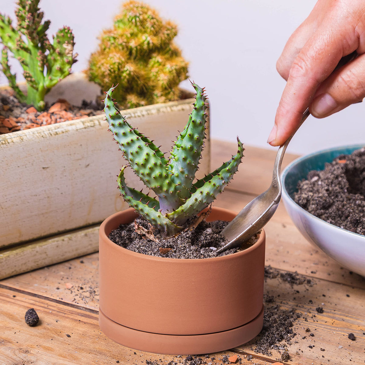D'vine Dev Set of 4 Terracotta Shallow Planter Pots for Succulent, 3 Inch 4 Inch 5 Inch 6 Inch, Small Flower Plant Pots with Drainage and Saucer, 40-Z-0