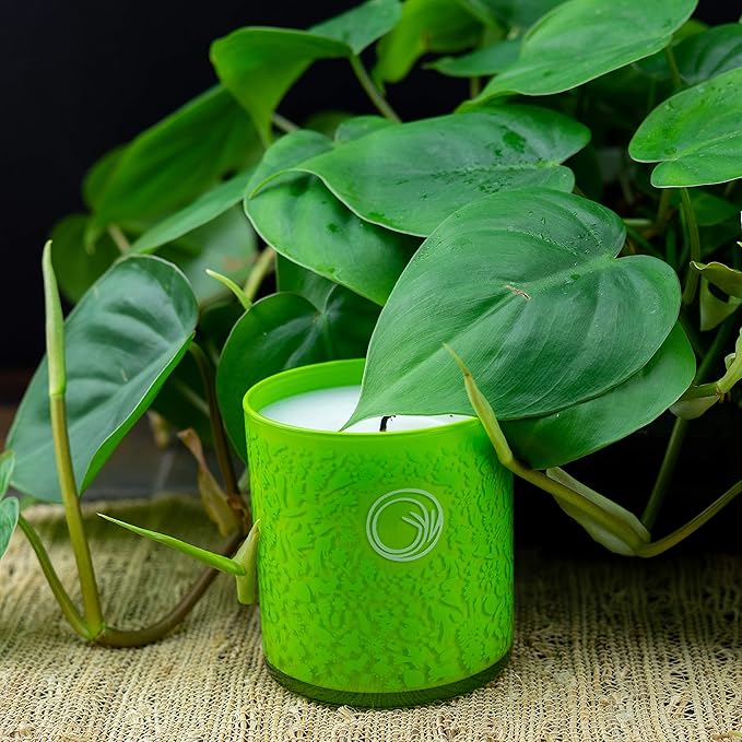GYV Scented Jar Candle (10 oz) | Coconut Wax with Aromatherapy Grade Natural Oils (Limon)