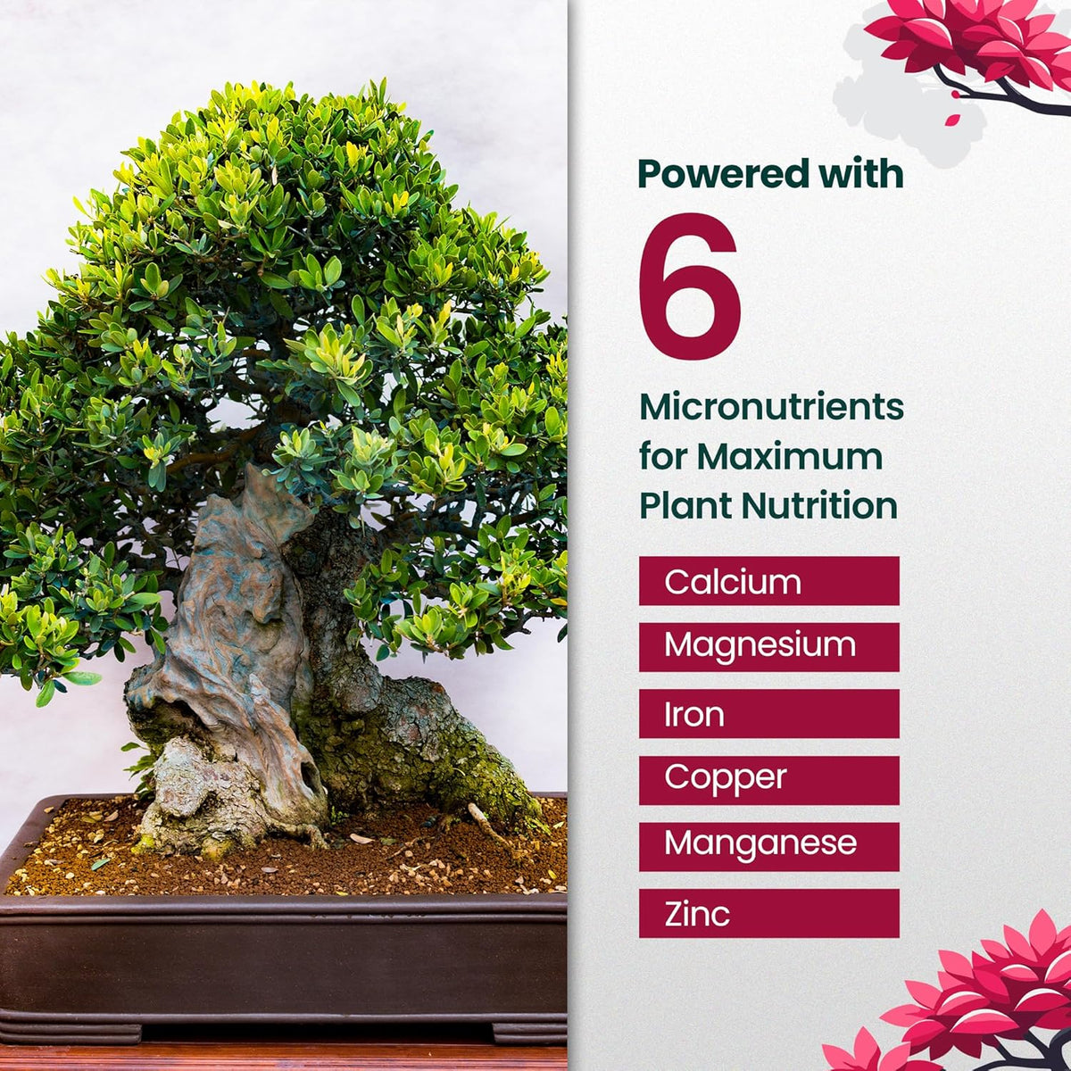 32oz Bonsai Tree Live Liquid Plant Food - Makes 64 Gallons of Bonsai Fertilizer Liquid, Premium Macronutrient Formula Enriched with Micronutrients for Healthy Roots, Branching & Foliage