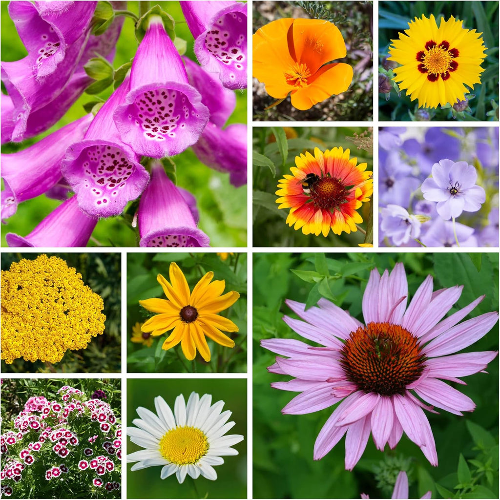 All Annual Wildflower Seeds Mix – 1 lb, 16,000+ Seeds – 21 Flower Varieties Including Poppy, Indian Blanket, Flax – Attracts Pollinators – Bulk Wildflower Seed for Planting