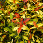 Jasmine Summer Sunset - 60 Live Plants - Trachelospermum Asiaticum - Colorful Groundcover Vine